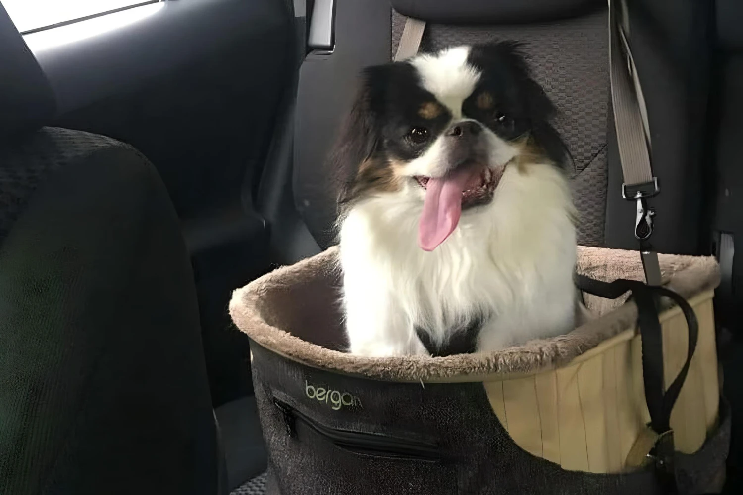 Jeep Grand Cherokee Dog Car Seat for Japanese Chin