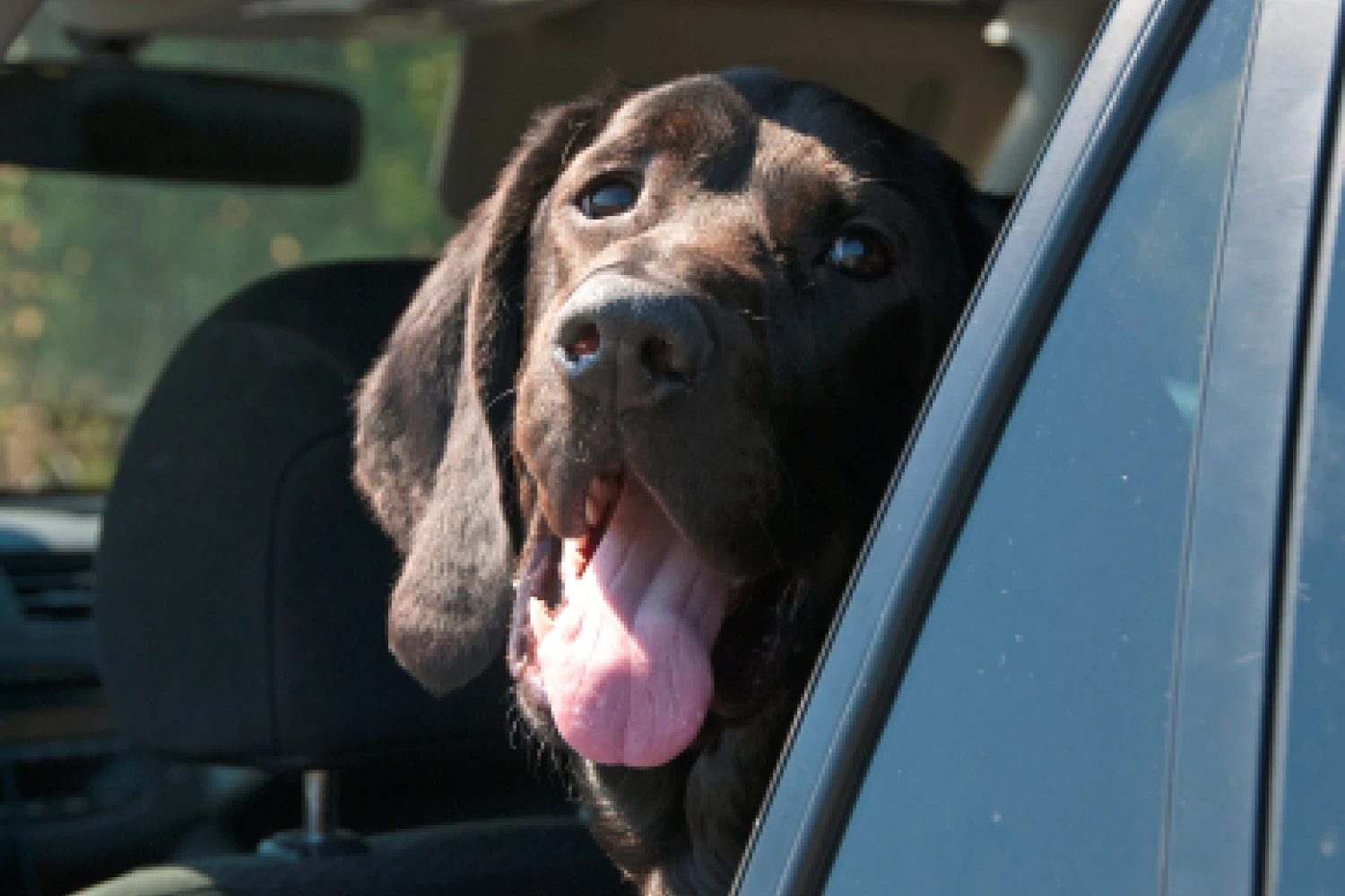 Chevrolet Trax Dog Safety Belt for Bloodhounds