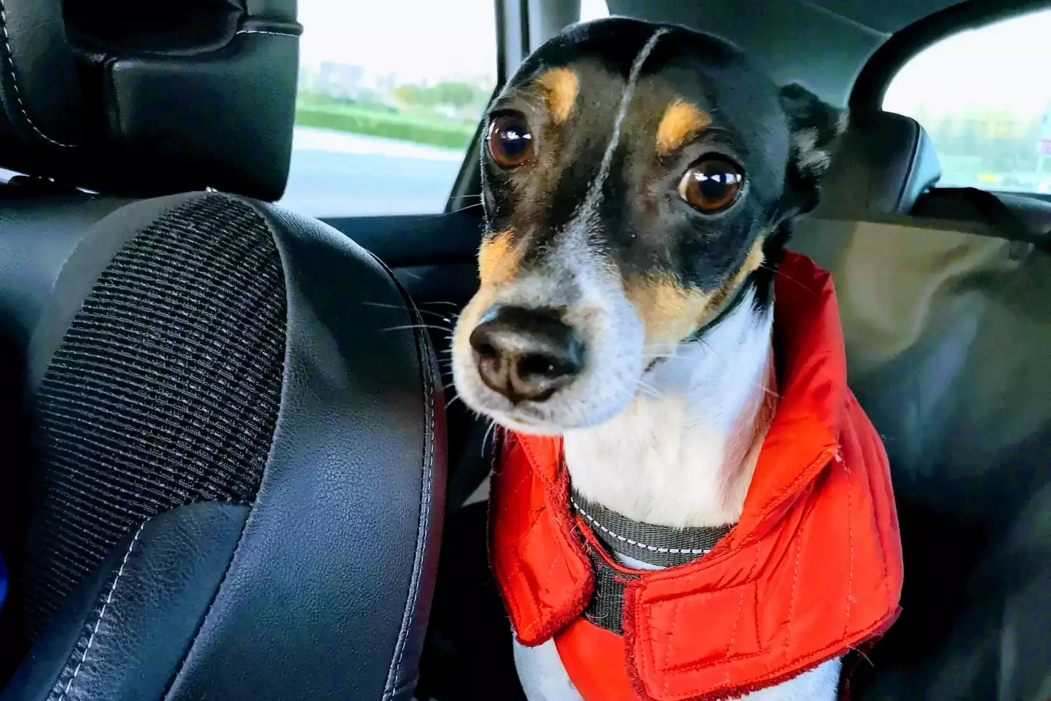 Lexus NX Dog Car Seat Belt for Rat Terriers